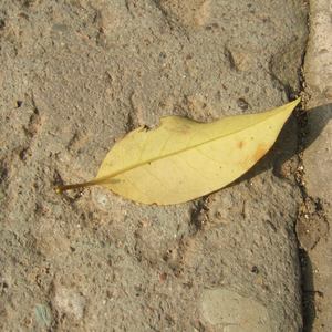 叙利亚女人逼逼视频
